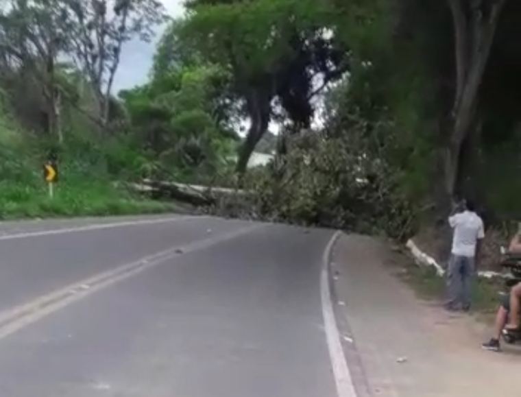 Rodovias Itabuna/Ilhéus e Ilhéus/Uruçuca ficam interditadas após queda de árvores - Repórter Bahia